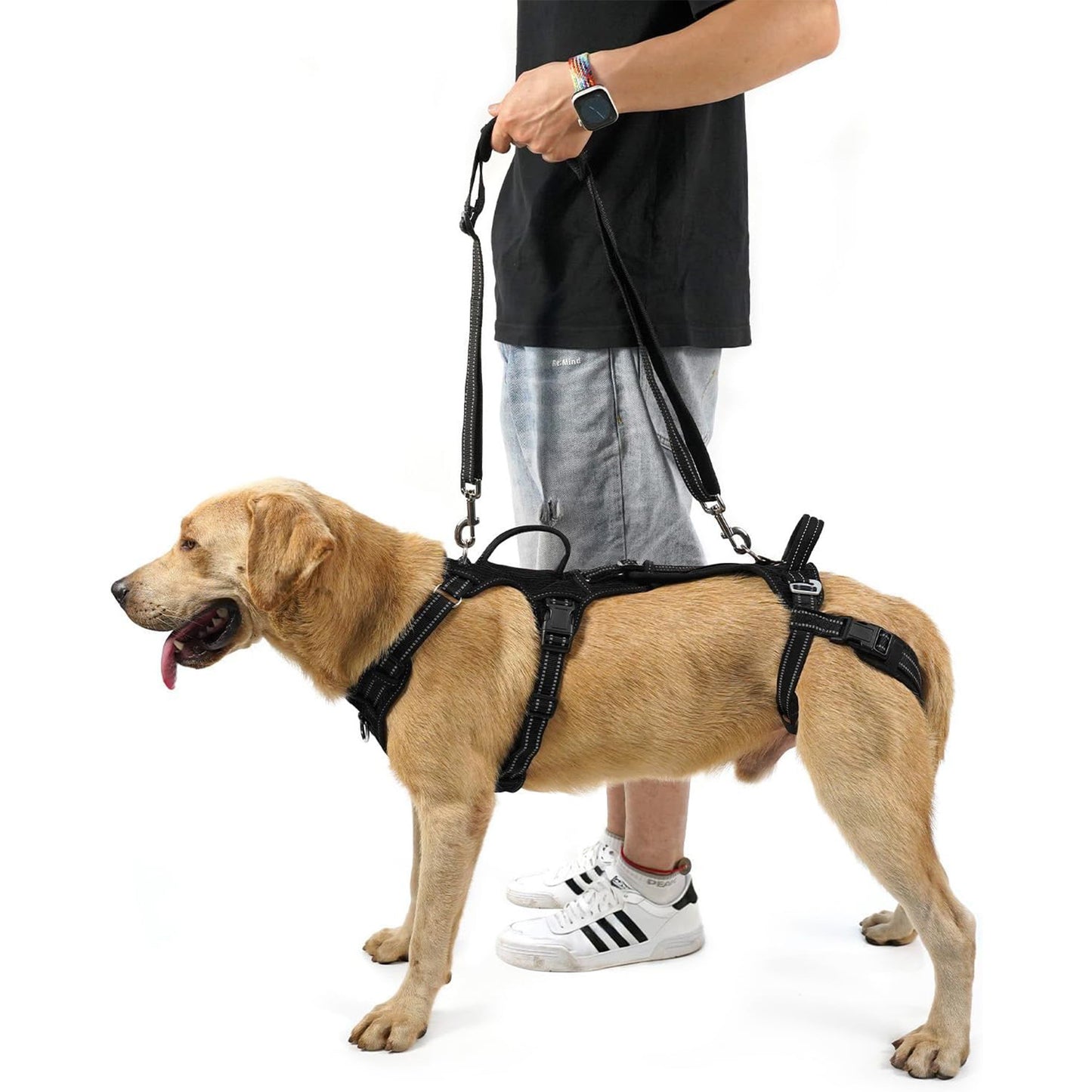 Best Large Dog Harnesses | Heavy-Duty, No-Pull & Padded Options