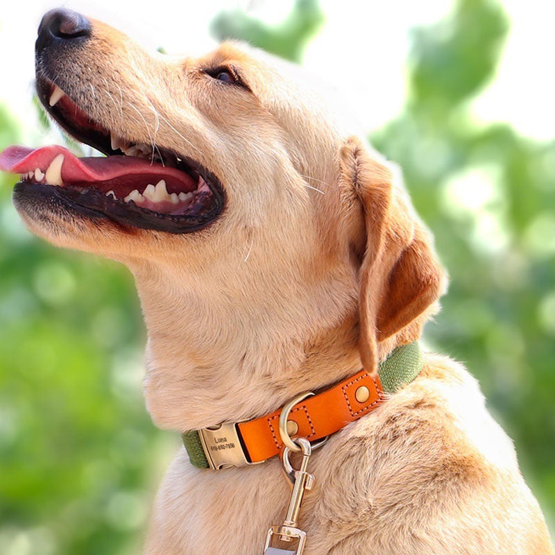 Cute Dog Collars - Durable Custom Collar