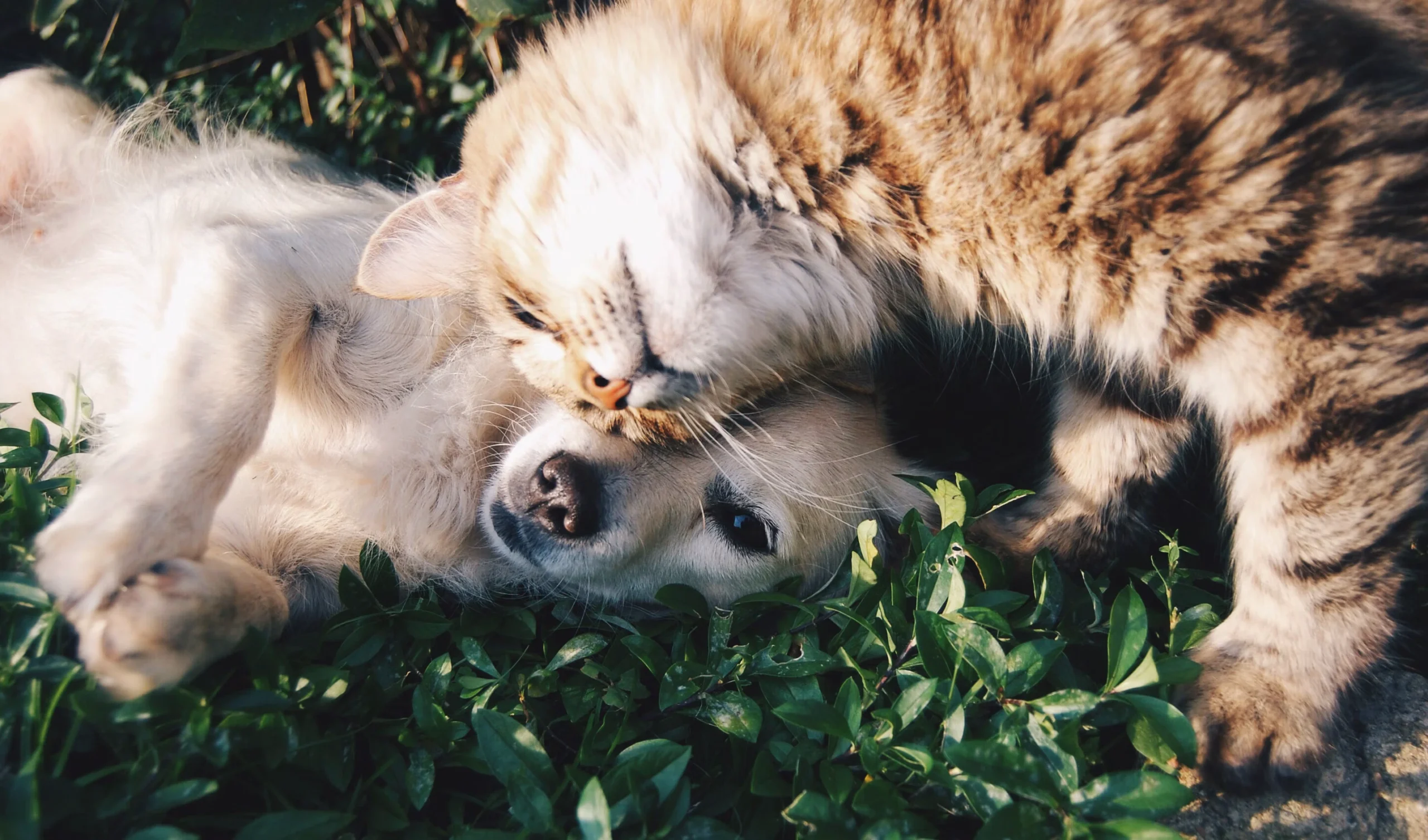 Happy dog and cat enjoying life together